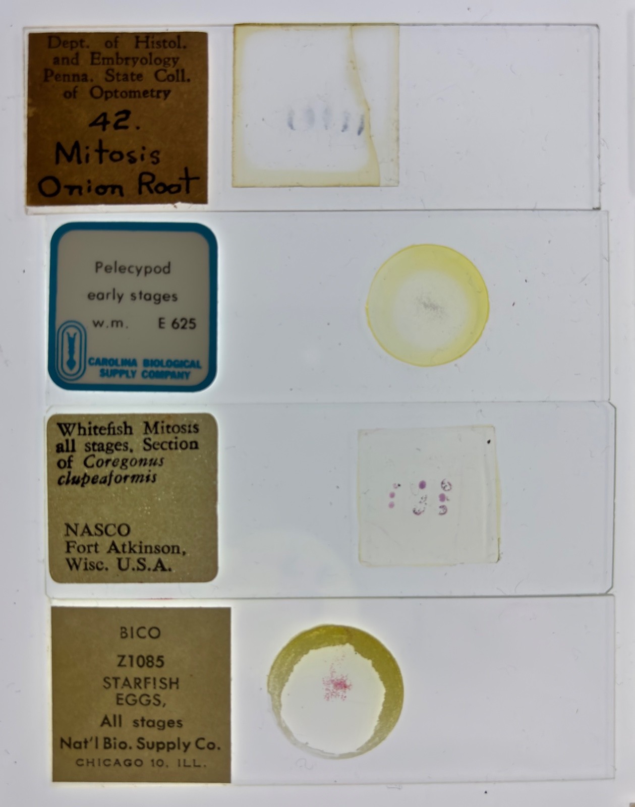 Embryology Microscope Slide Set 25 – aquatic, amphibian, chick, and mammal
