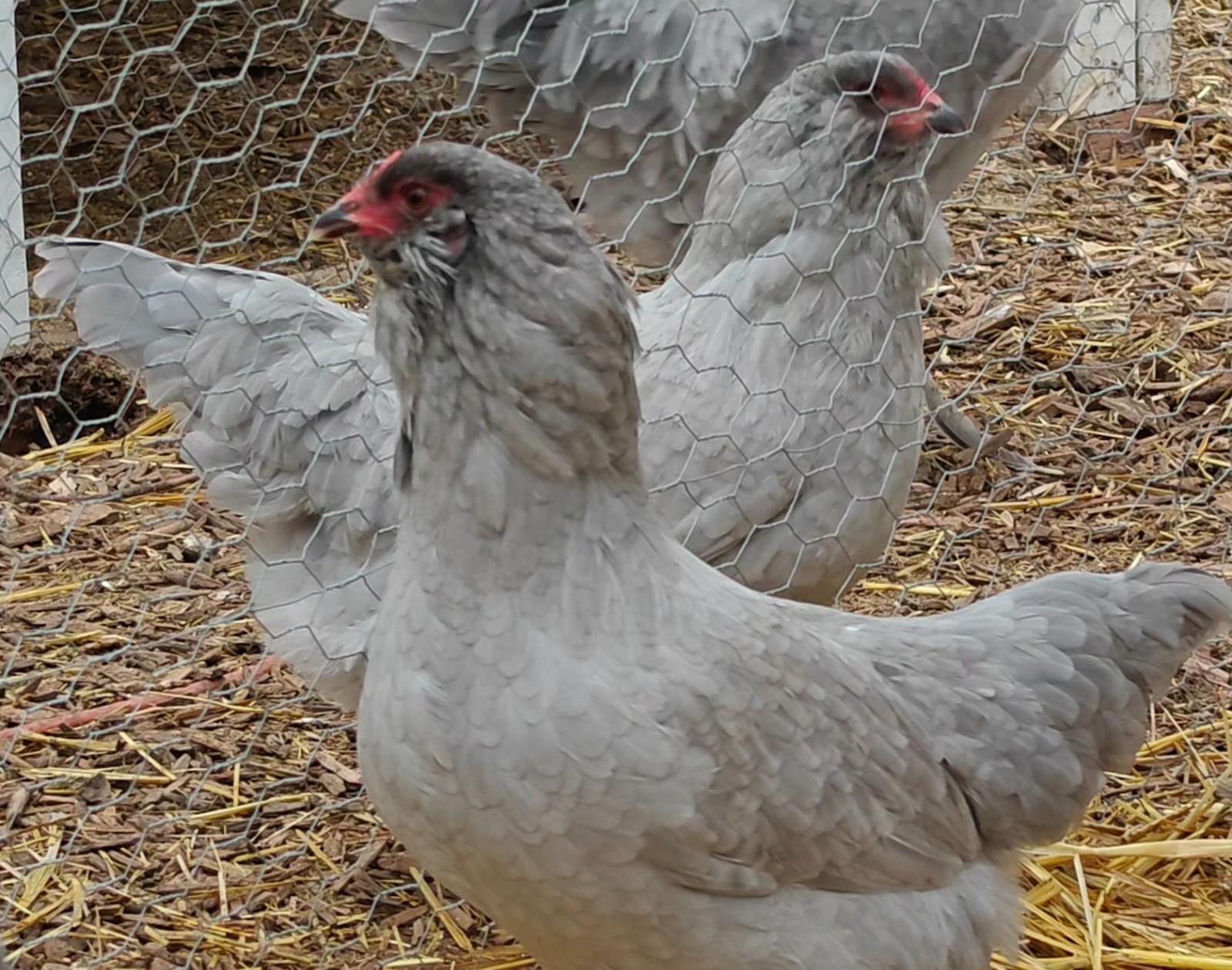 Lavender Ameraucana Hatching Eggs – Fertile, Purebred, 6 Fresh Eggs – Blue Egg