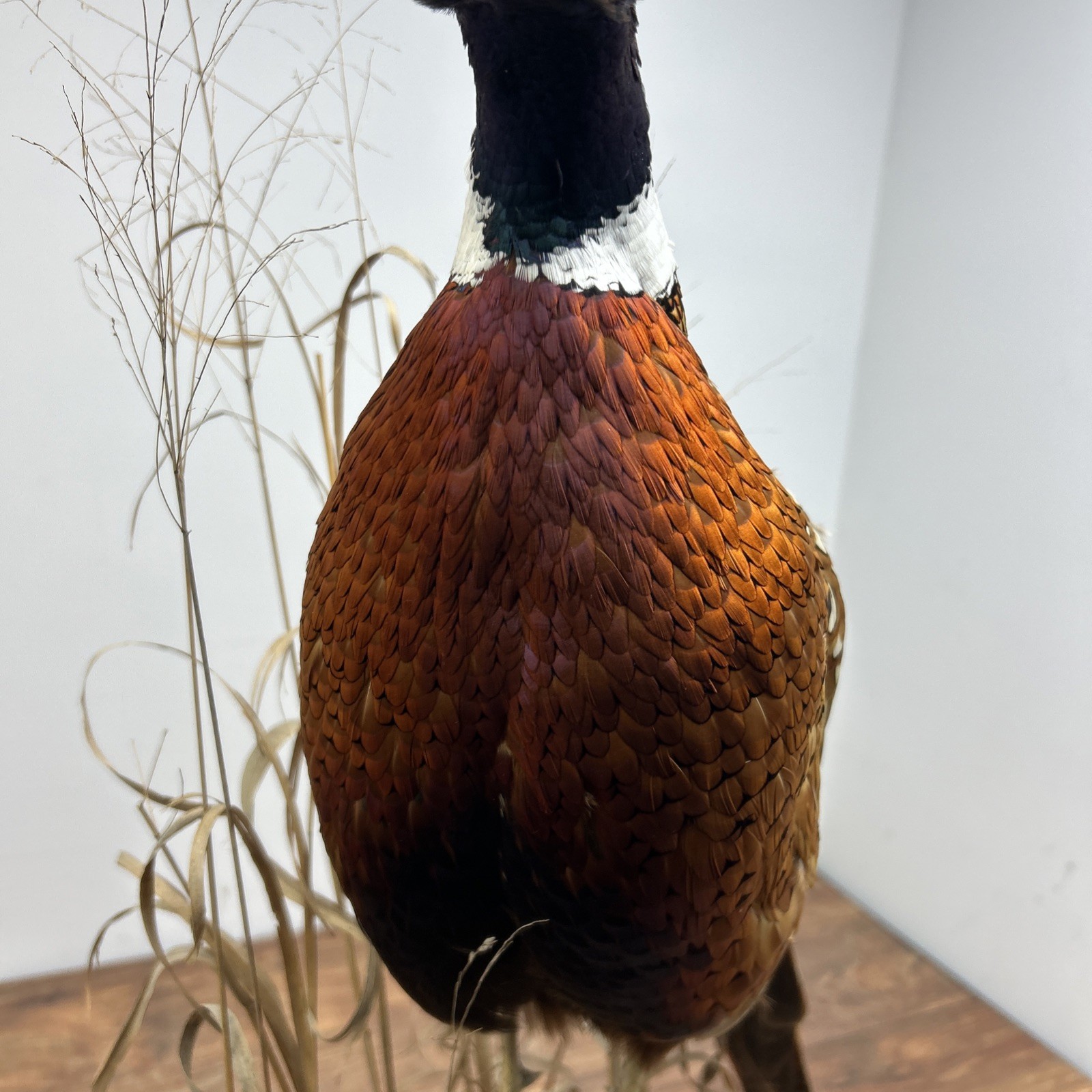 Ringneck Rooster Pheasant Taxidermy Standing Mount Habitat Base Foliage Wood