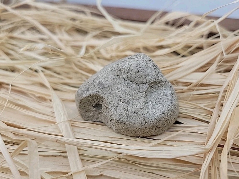 Egg Fossil Permineralized