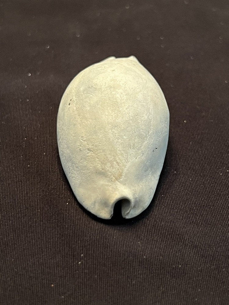 EXTINCT Fossilized COWRIE Shell ( Pseudadusta Marilynae ) From Central Florida.
