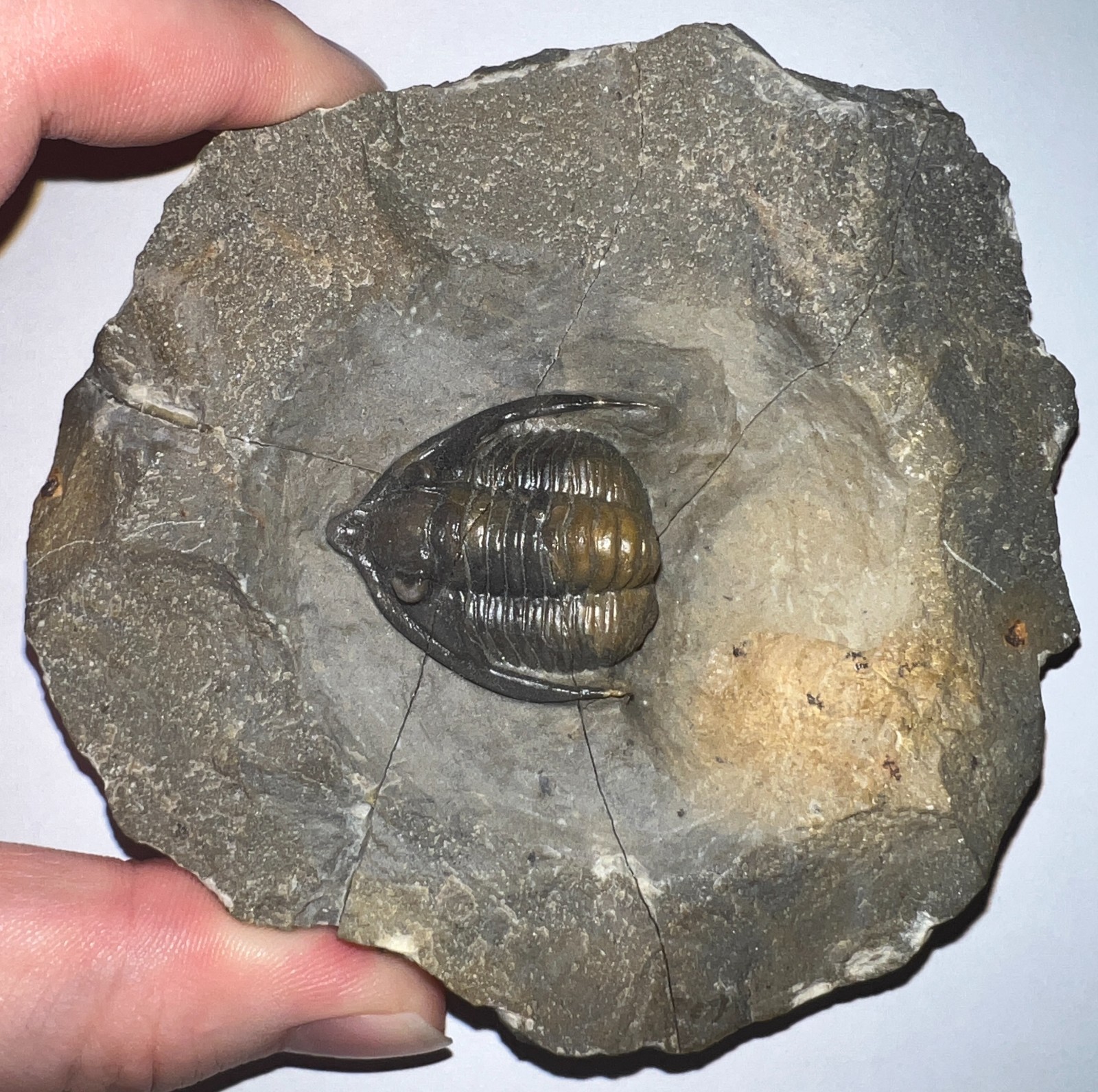 GEM Rare Pre Dinosaur Fossil TRILOBITE DIADEMAPROETUS ANTATLASIUS 1.5 INCHES!