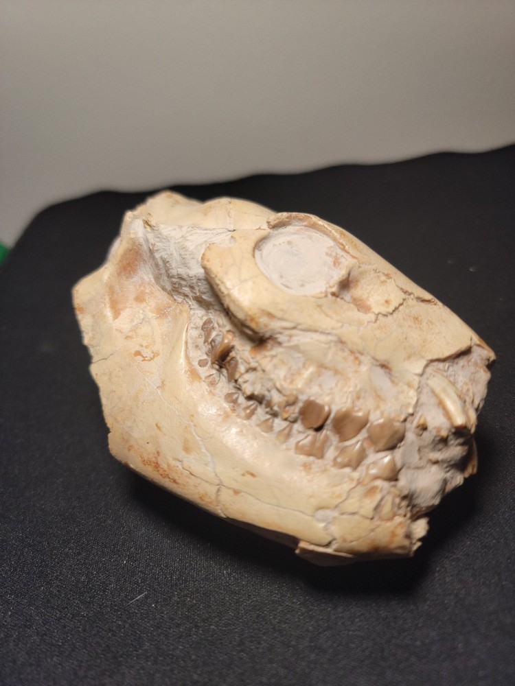 Oreodont Skull