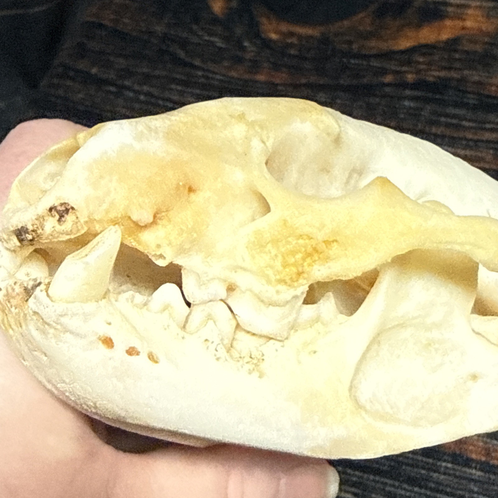 Real XL Badger Skull Unique Gift Halloween Craft Animal Mount Art Model Head Odd