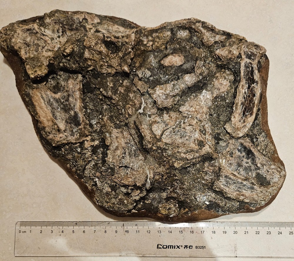 Xiphactinus fossil skull