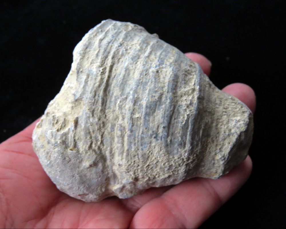 Horn Coral- Heliophyllum bali-2 3/4" x 2 1/4"- Devonian, Genesee County, NY