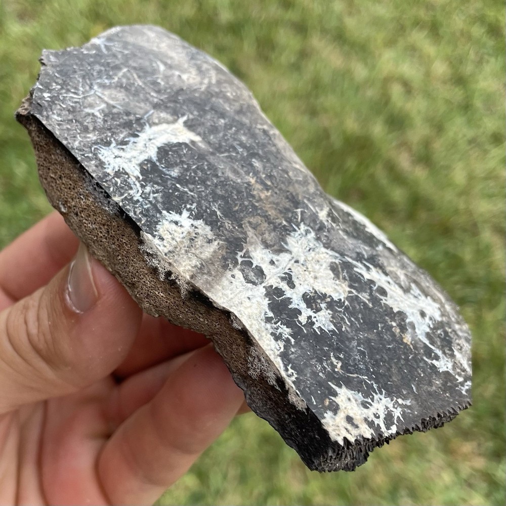 HUGE Piece Of Fossilized Turtle She’ll Lightning Patterns Florida