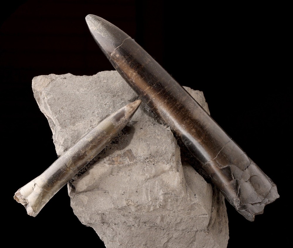 Ridiculously Aesthetic Belemnites In Matrix