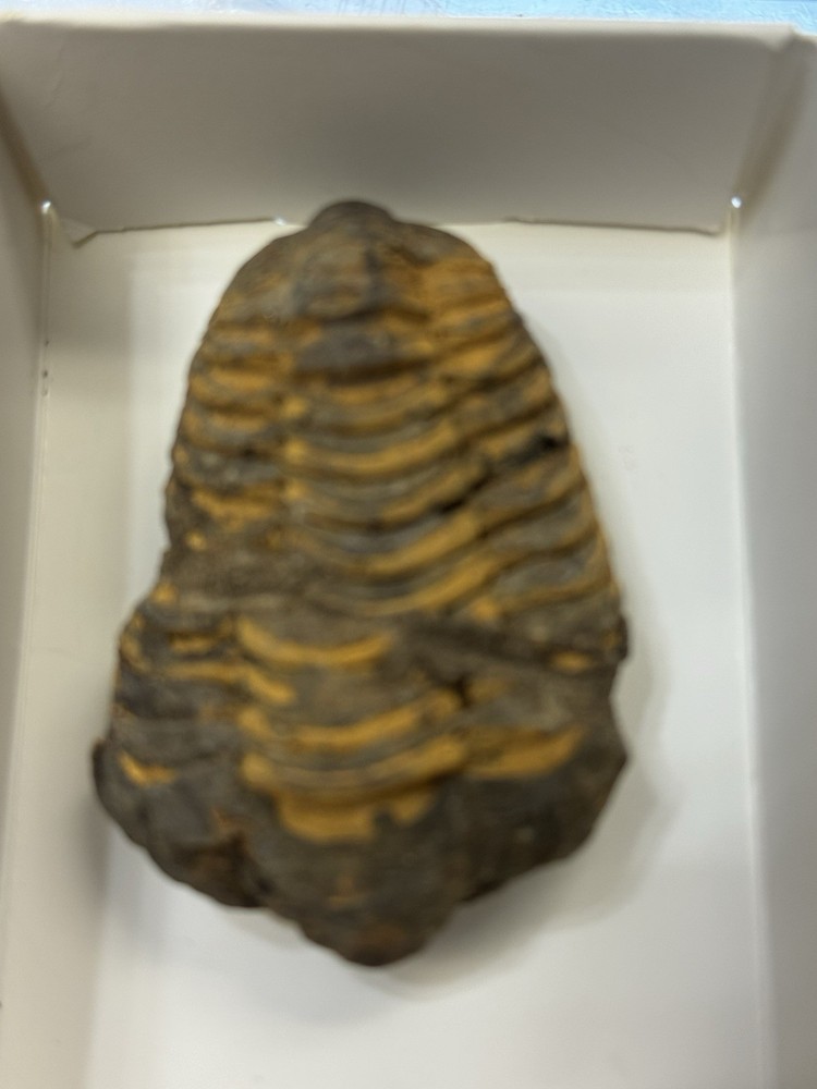 Two Trilobite Fossils