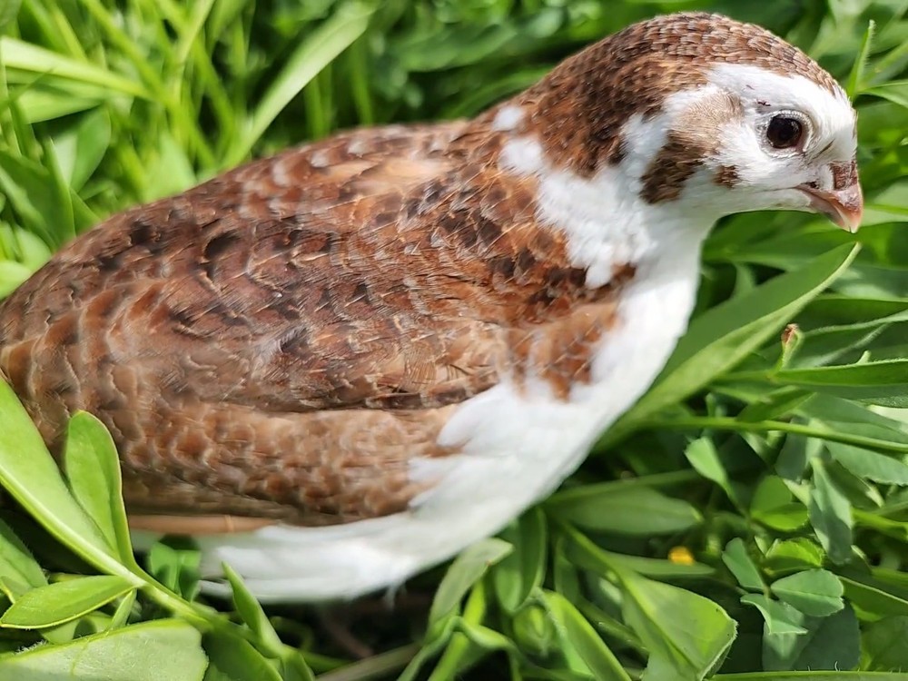 12+ Celadon Hatching Eggs