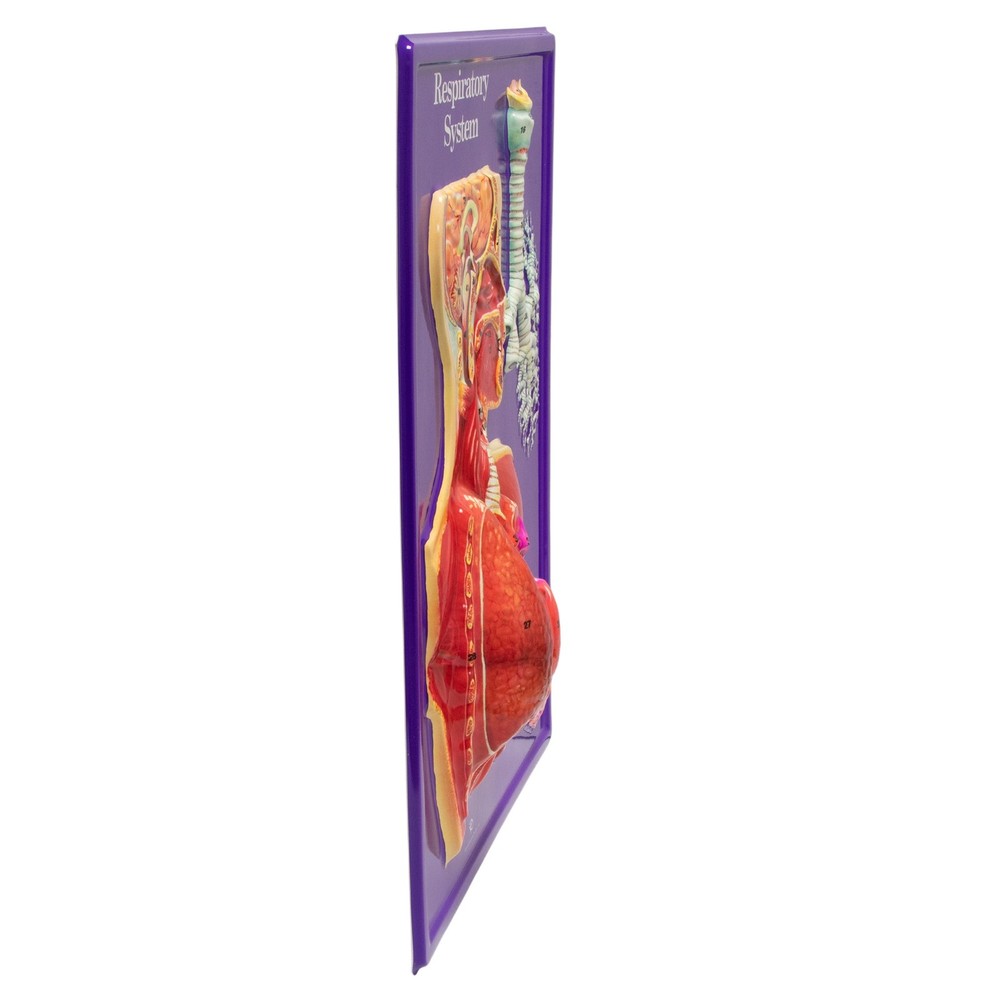Respiratory System Model Only - 24" X 18", Educational Kit Grades 3-9