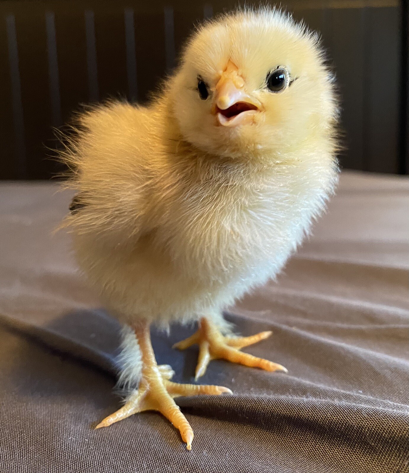 12+ Rare Breed Chicken Hatching Eggs Orpington, Brahma, Sweddish Flower