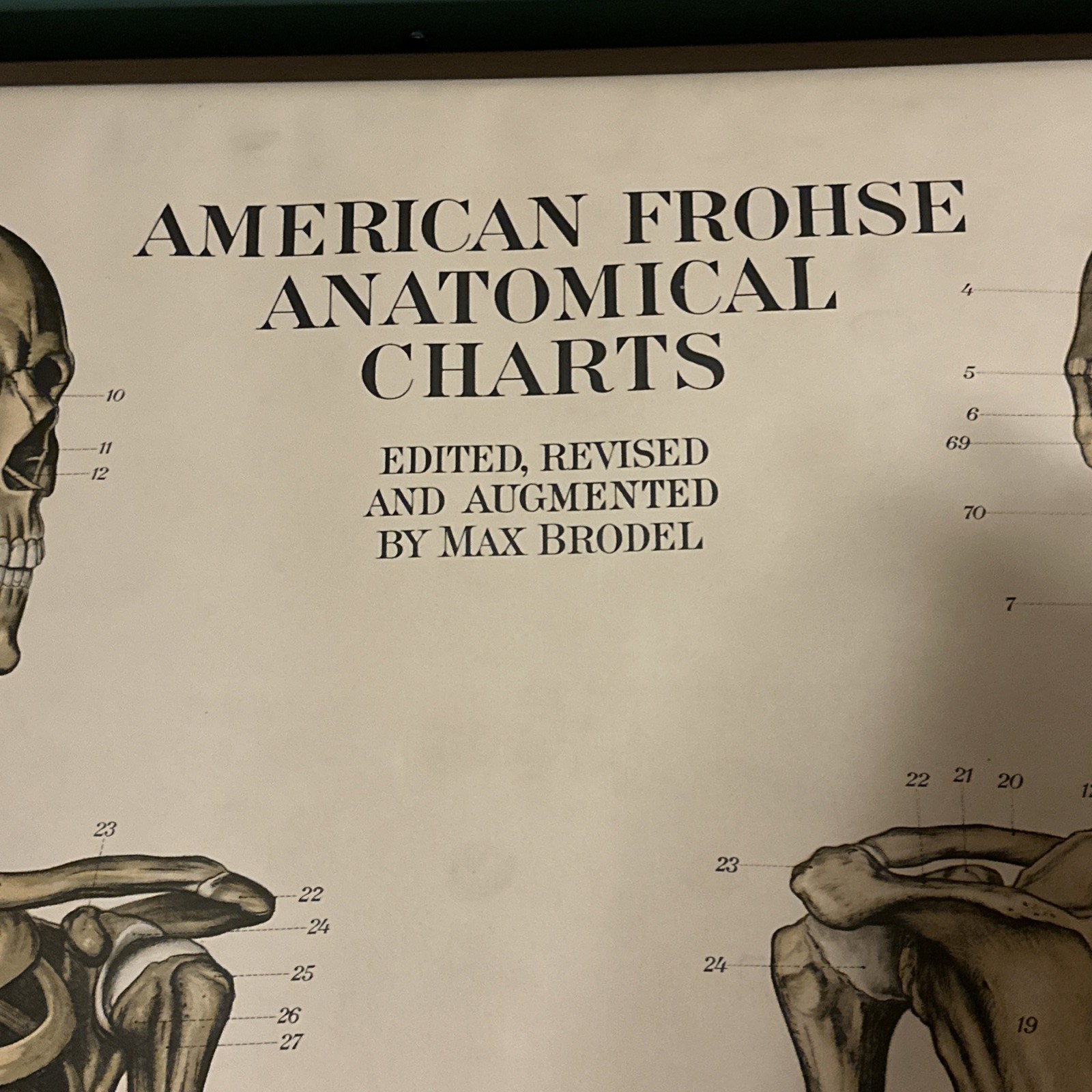 1918 A. J. Nystrom Co American Frohse Anatomical Chart Human Skeleton Max Brodel