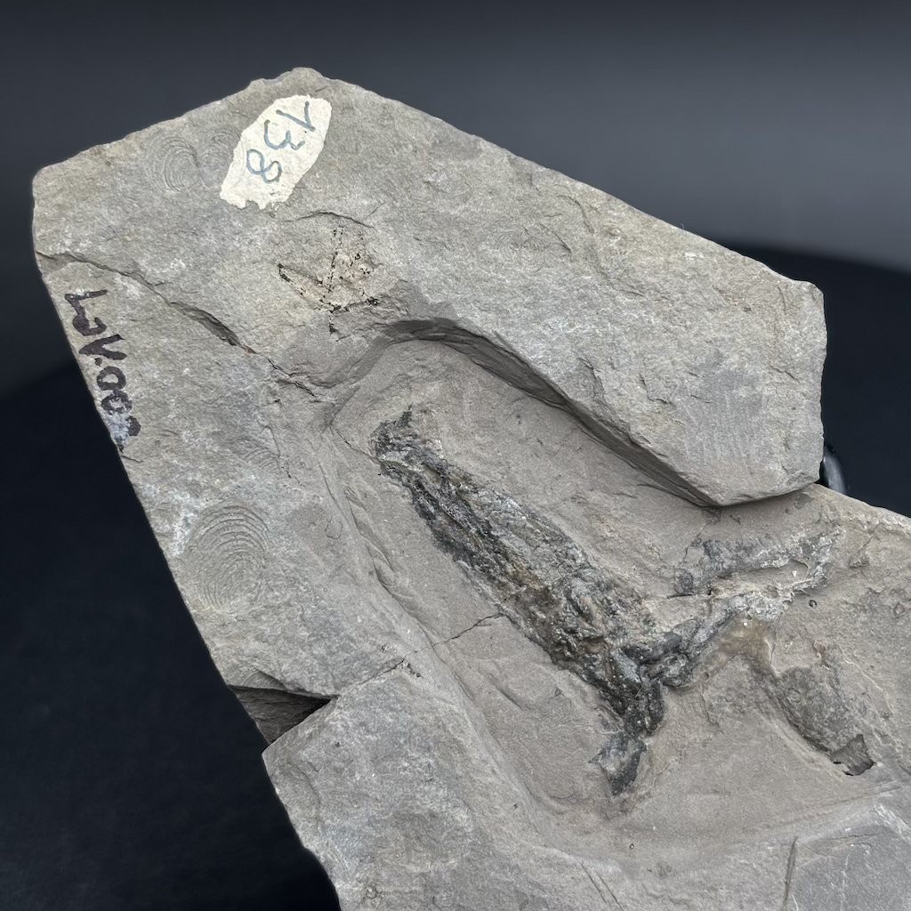 Rare Jurassic fossil squid Rhomboteuthis - La Voulte-sur-Rhône France - 10 cm