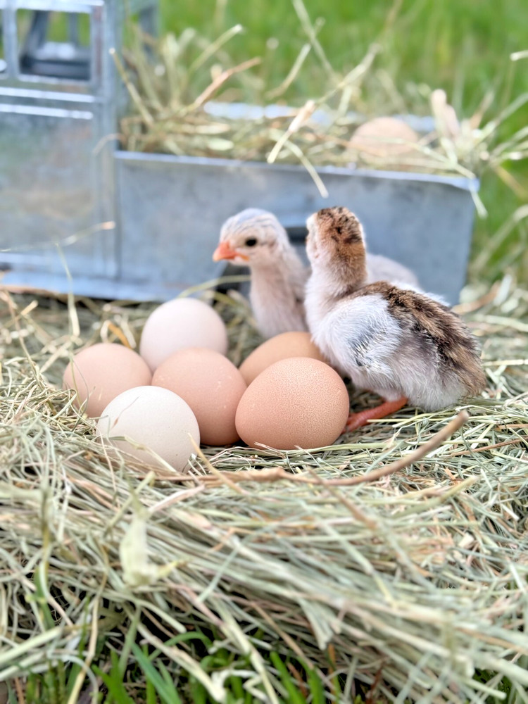 12+ Absorted Guinea Fowl Hatching Egg