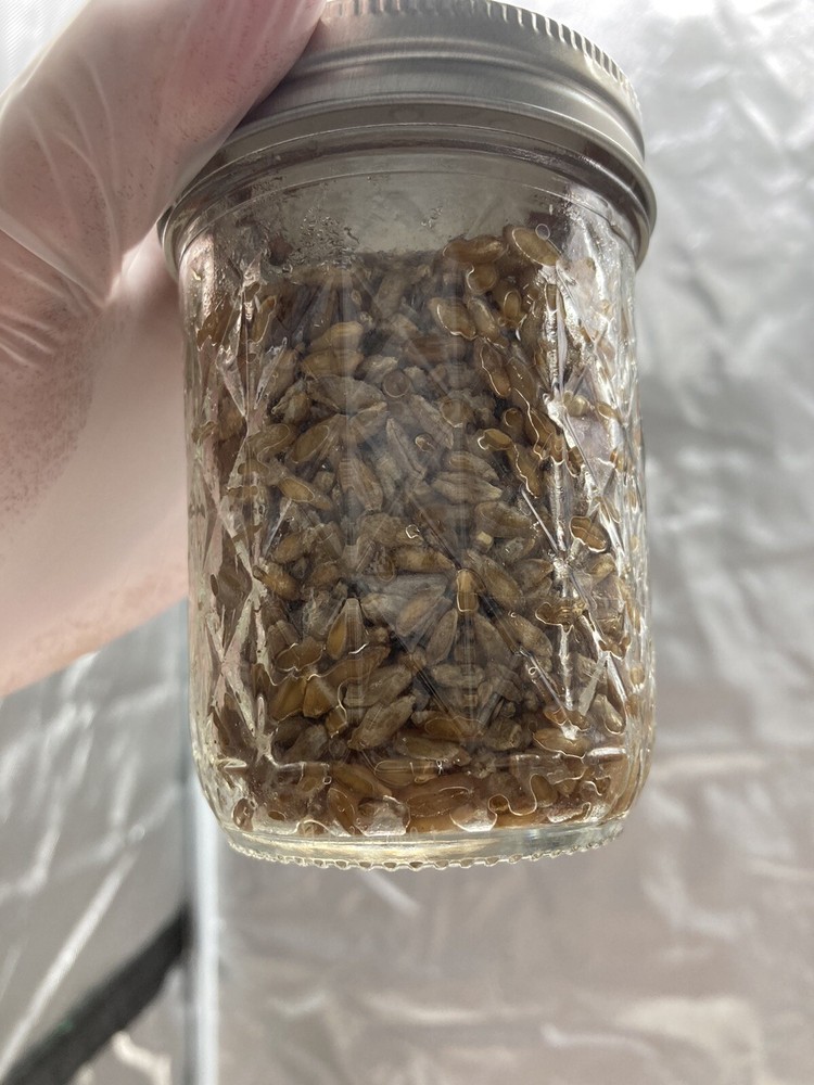 (2) Half Pint Jars - Sterilized Rye - Great for Grain Spawn