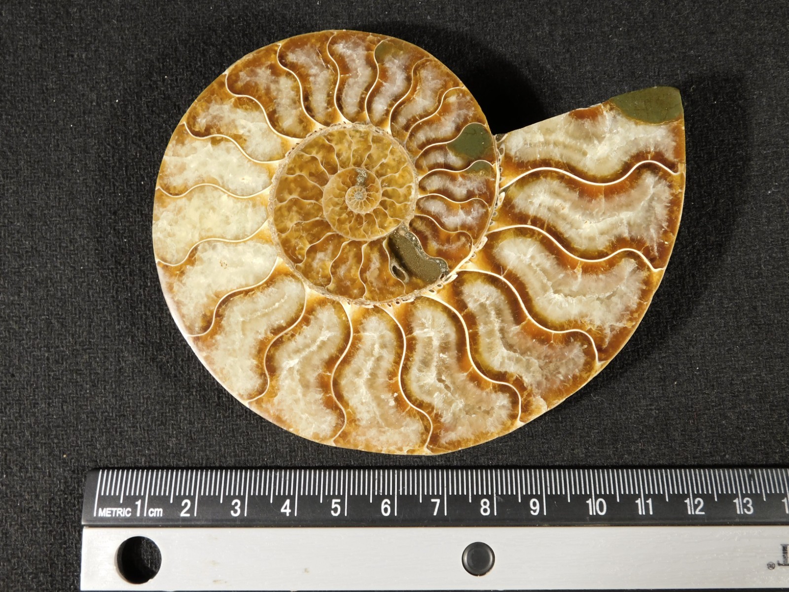 Larger! Cut and Polished AAA Cleoniceras AMMONITE Fossil From Madagascar 149gr