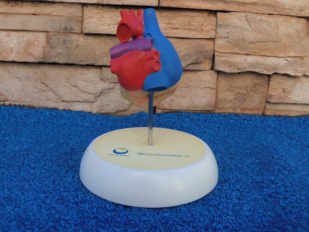 Human Heart Hinged Doctors Model