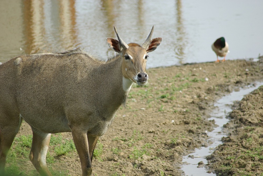 Nilgai Taxidermy Reference Photo Cd
