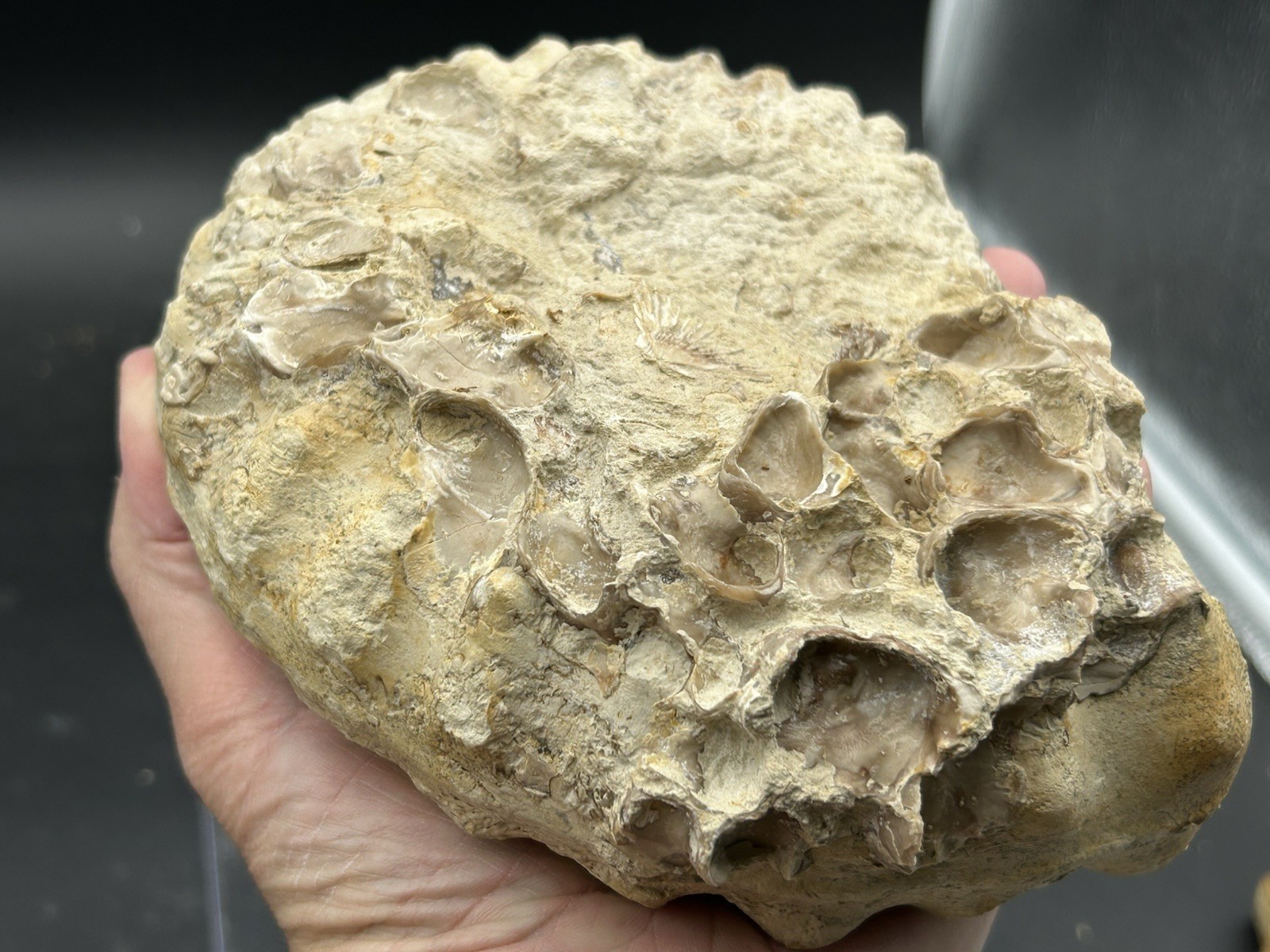 SUPERB 7.5” Cretaceous Mortoniceras Sp.Texas Fossil Ammonite!CRAZY Oyster Party!