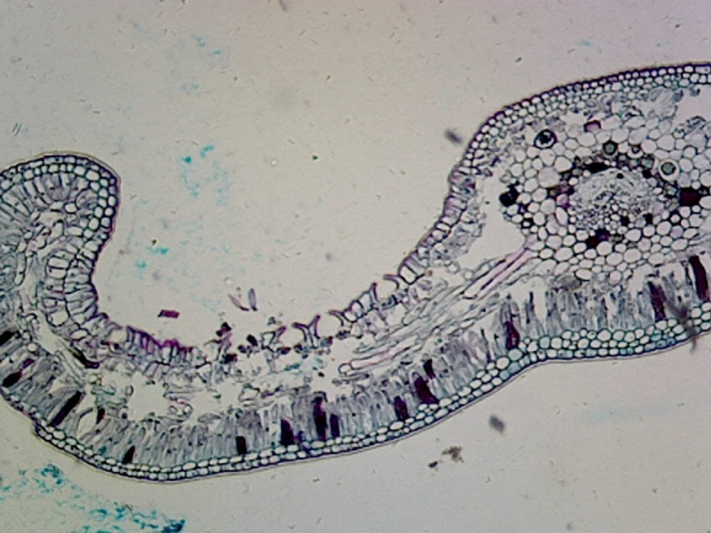 Cycas (Gymnosperms) Leaf; Cross Section