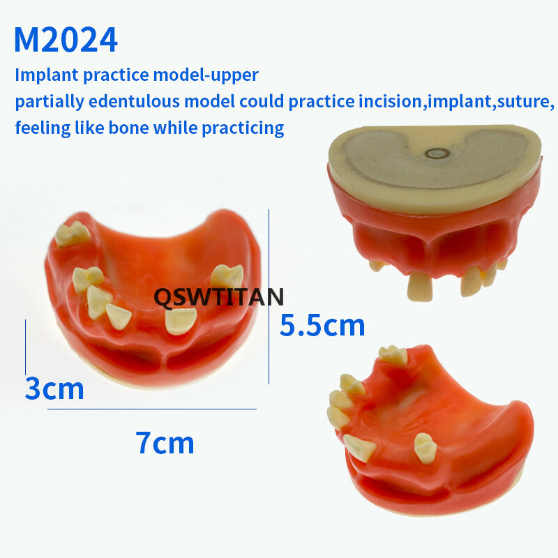 Dental Sinus Lift Practice Teeth / Tooth Model Simulation Typodont Study Model