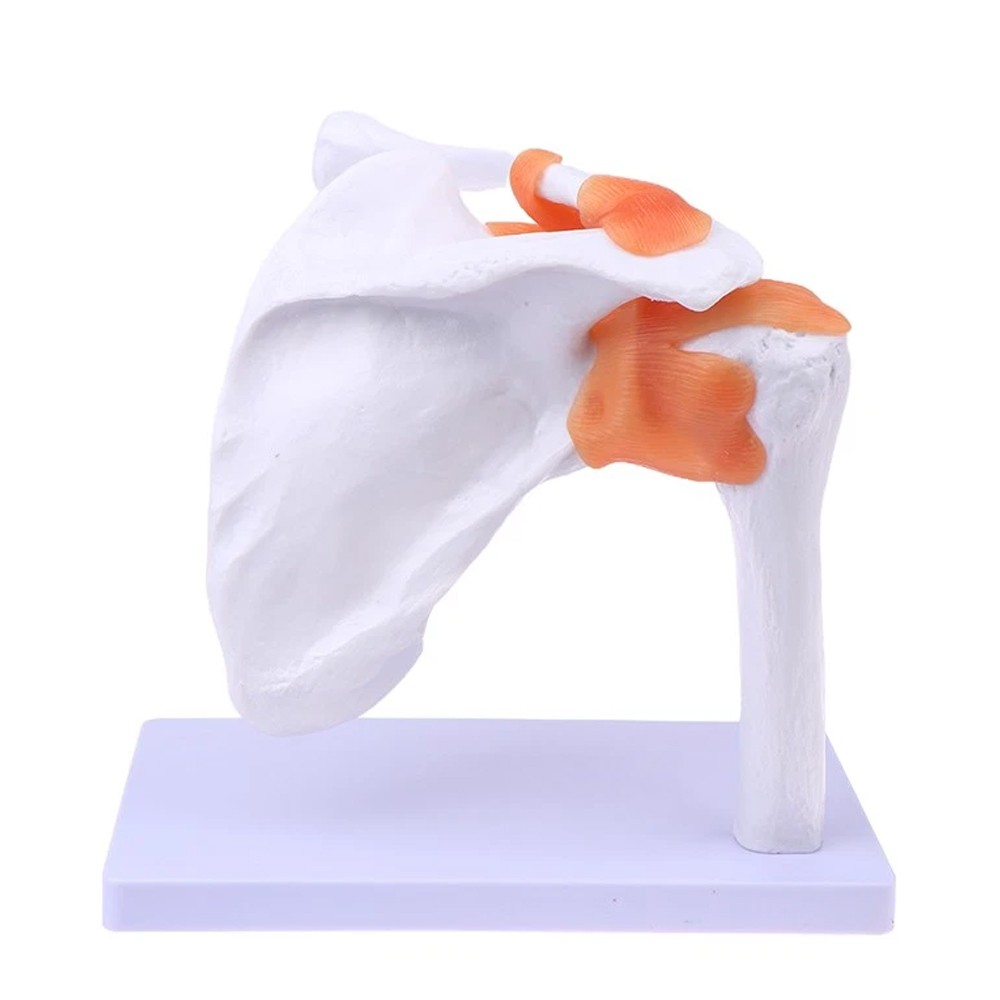Shoulder Joint Model With Ligament Human Skeleton Bone Model Teaching Model