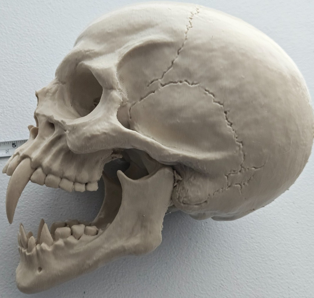 NEW LARGE Vampire Skull Replica – Gothic Horror Decor with Fangs