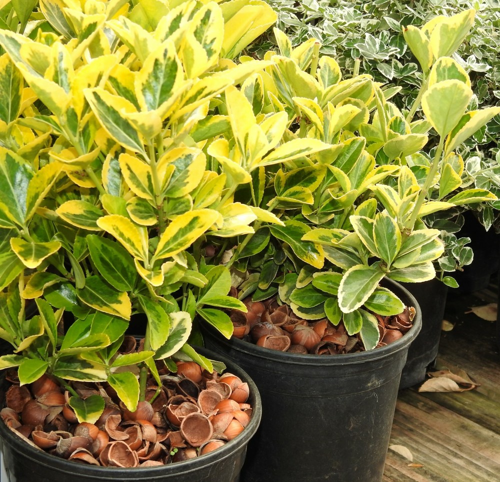 Hazel Shell Mulch - Amendment Product - 1.5 CF - 25 lbs.