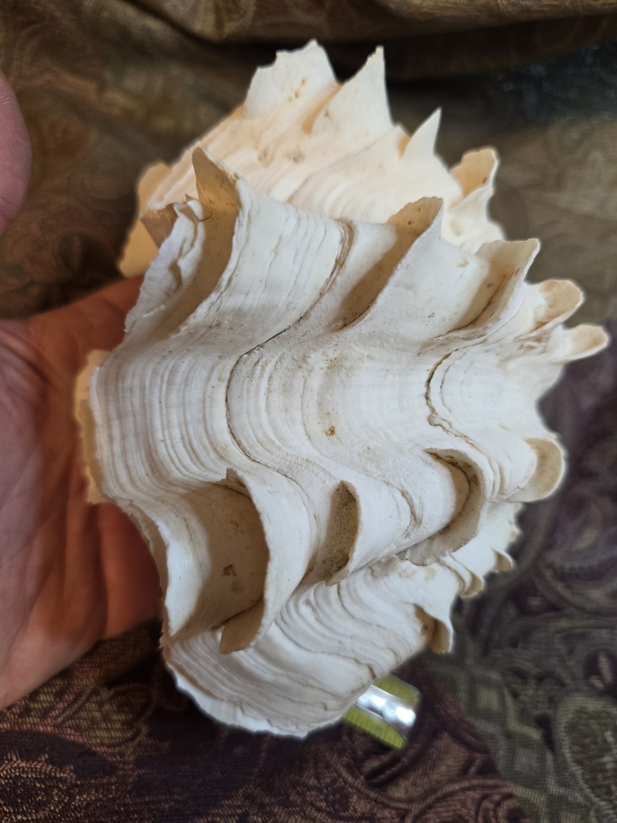 giant tridacna squamosa matched pair Clam Shells Seashells Ruffles 7"