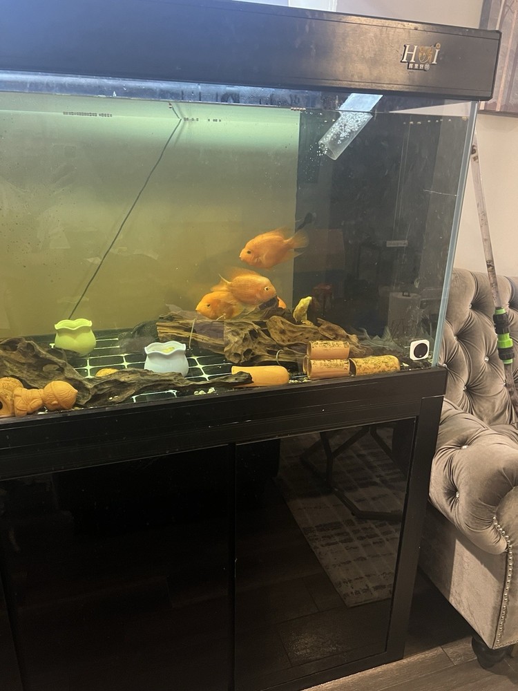 180G Fish Tank Setup with Overflow System