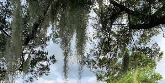Spanish Moss