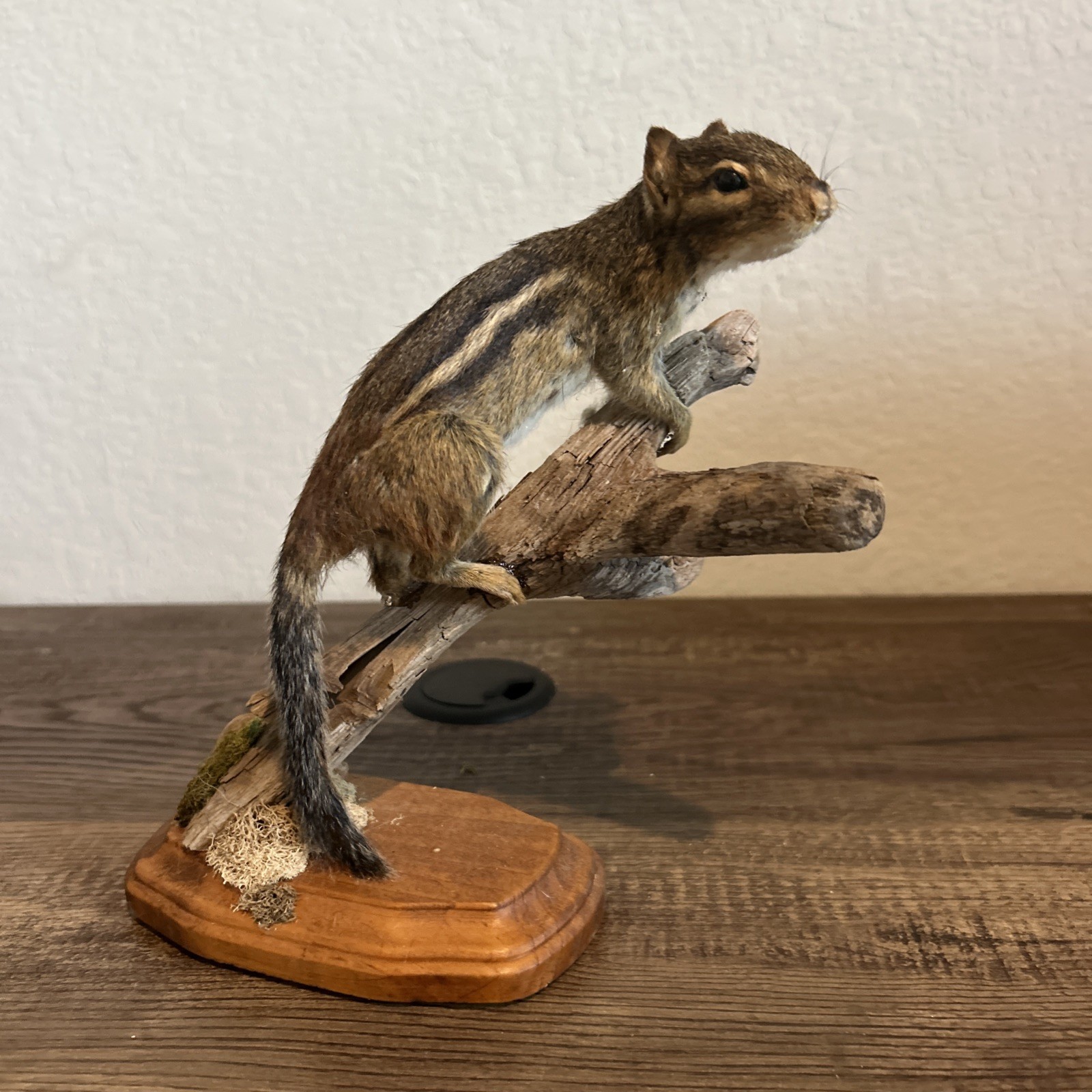 Chipmunk On Base ~ Taxidermy