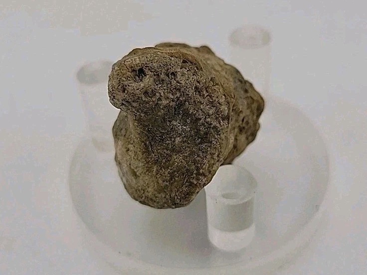 Real Permineralized Lizard 🦎 Egg Fossil