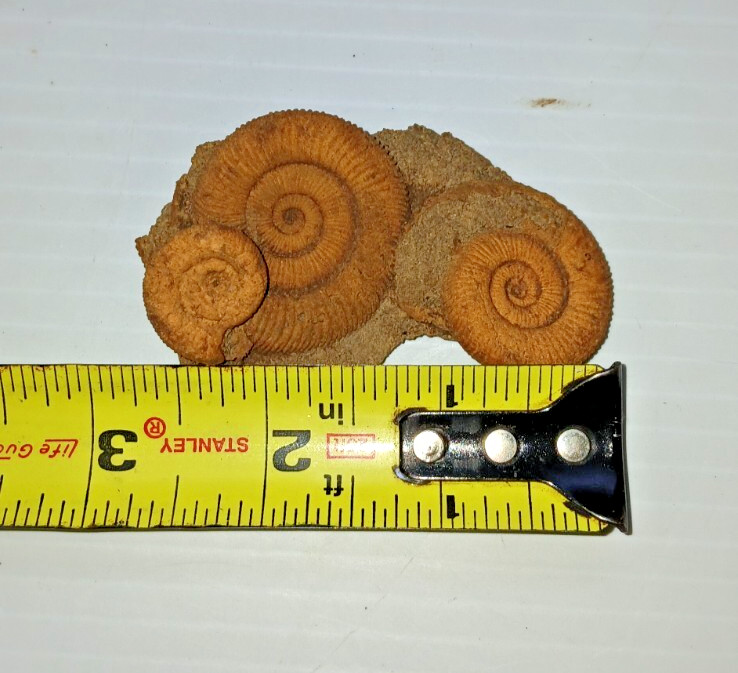 Nice Ammonite Fossil Cluster