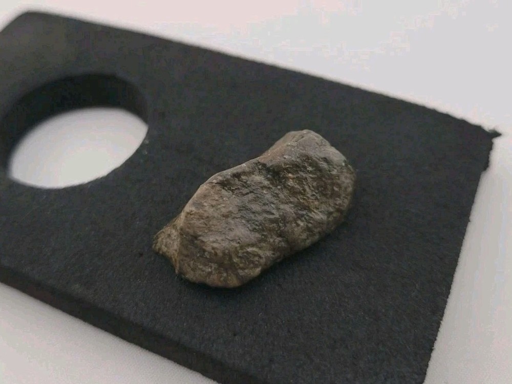 Fossil Dinosaur Permineralized Tooth T-rex 🦖