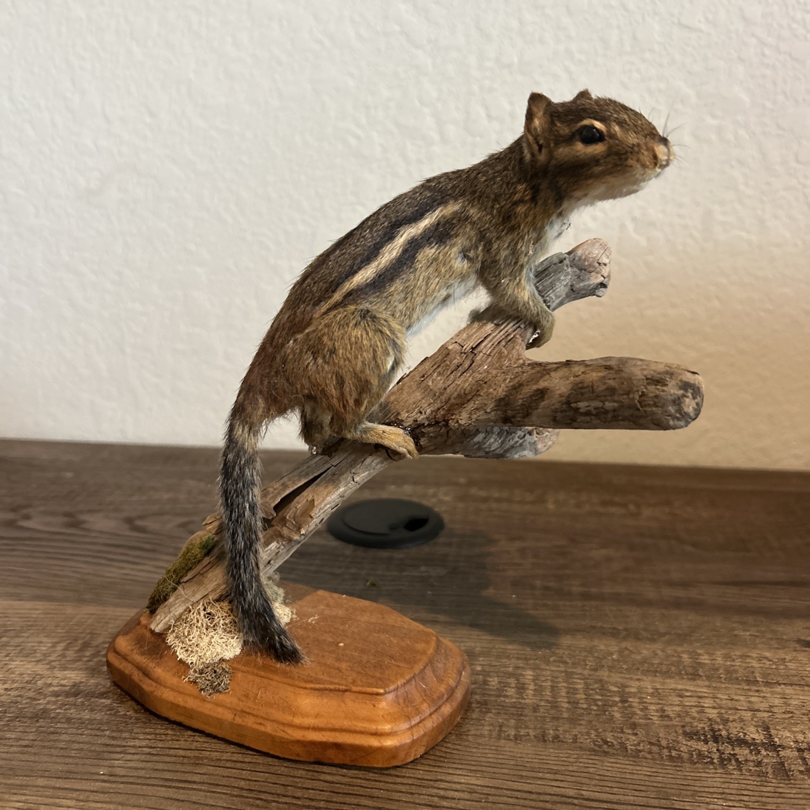 Chipmunk On Base ~ Taxidermy