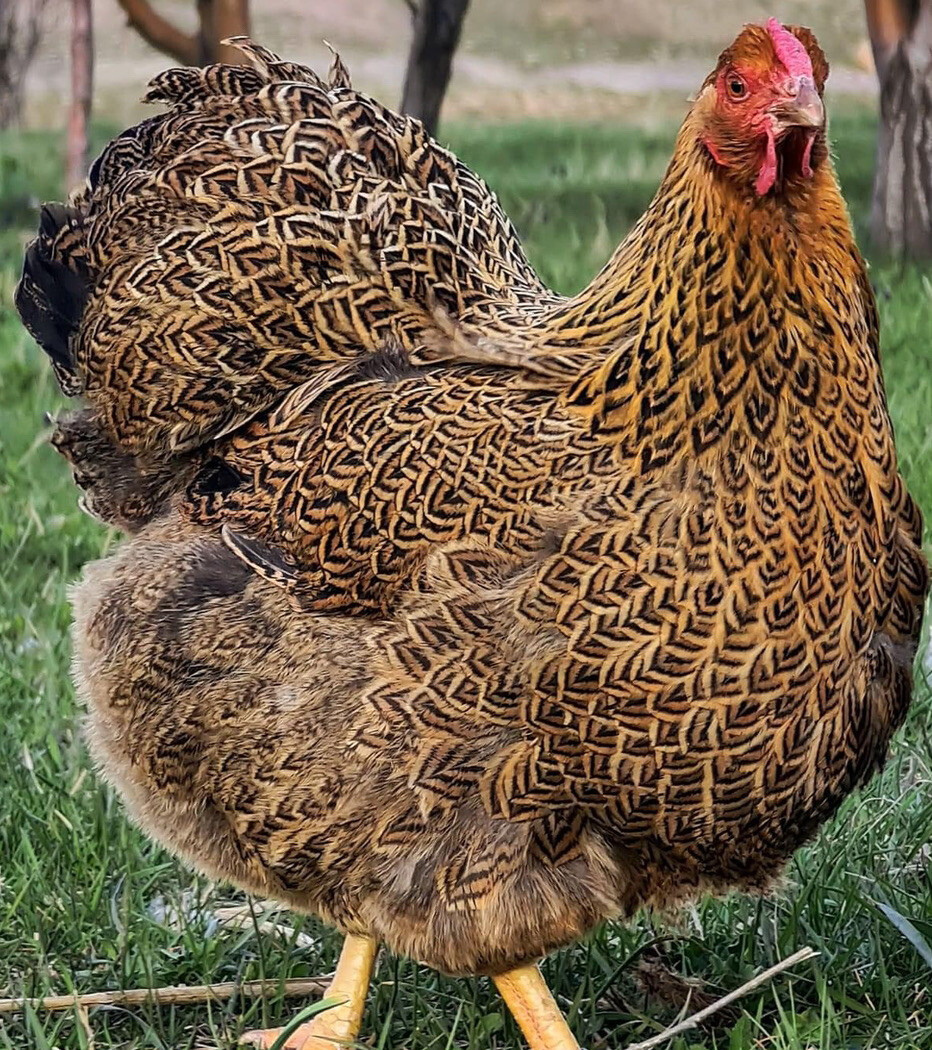 12+ Rare Breed Chicken Hatching Eggs Orpington, Wyandotte, Sweddish Flower