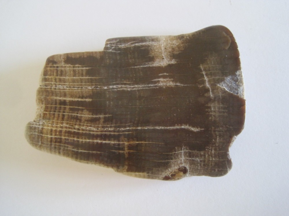 Petrified Wood Poslished 2.5"