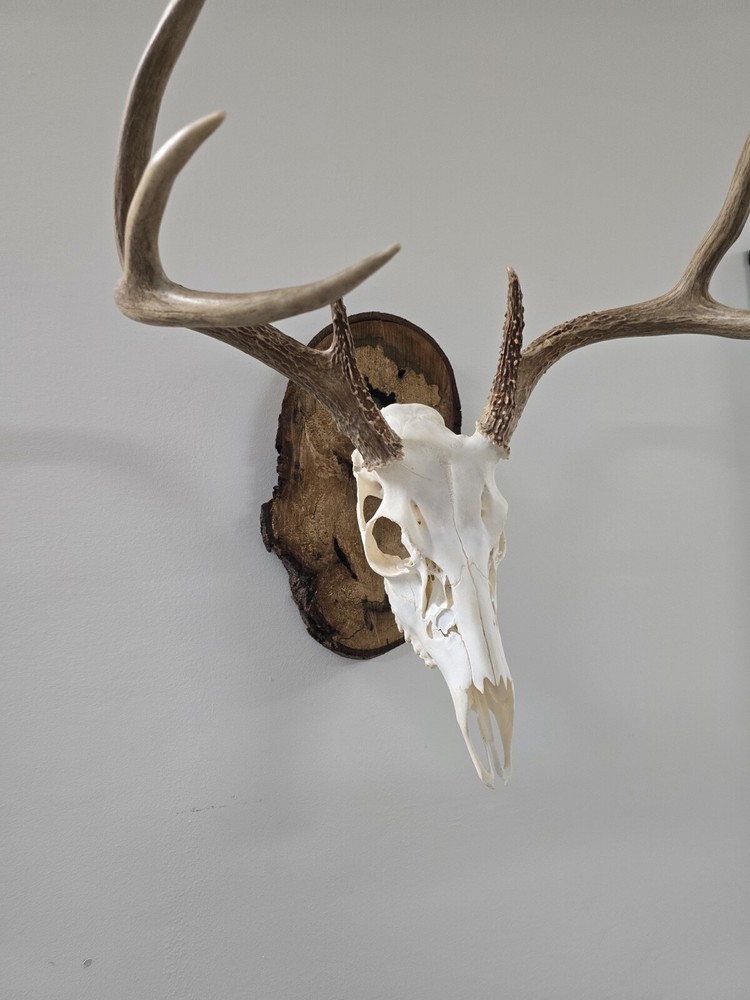 Table mount and wall mount for deer skull