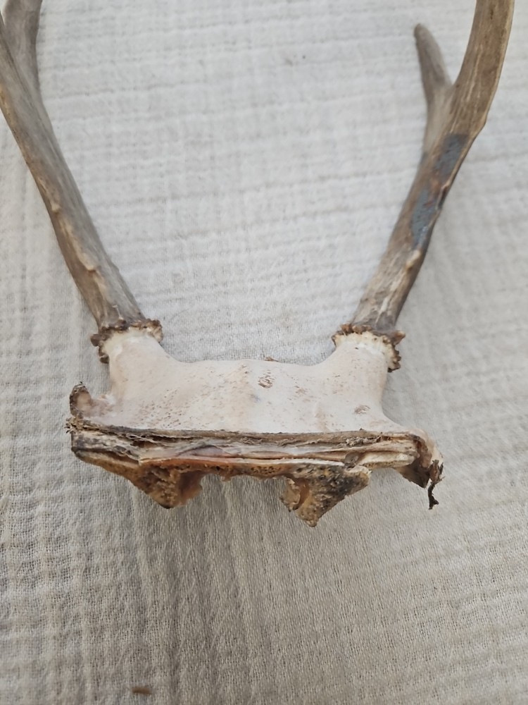 WHITE TAIL DEER ANTLERS