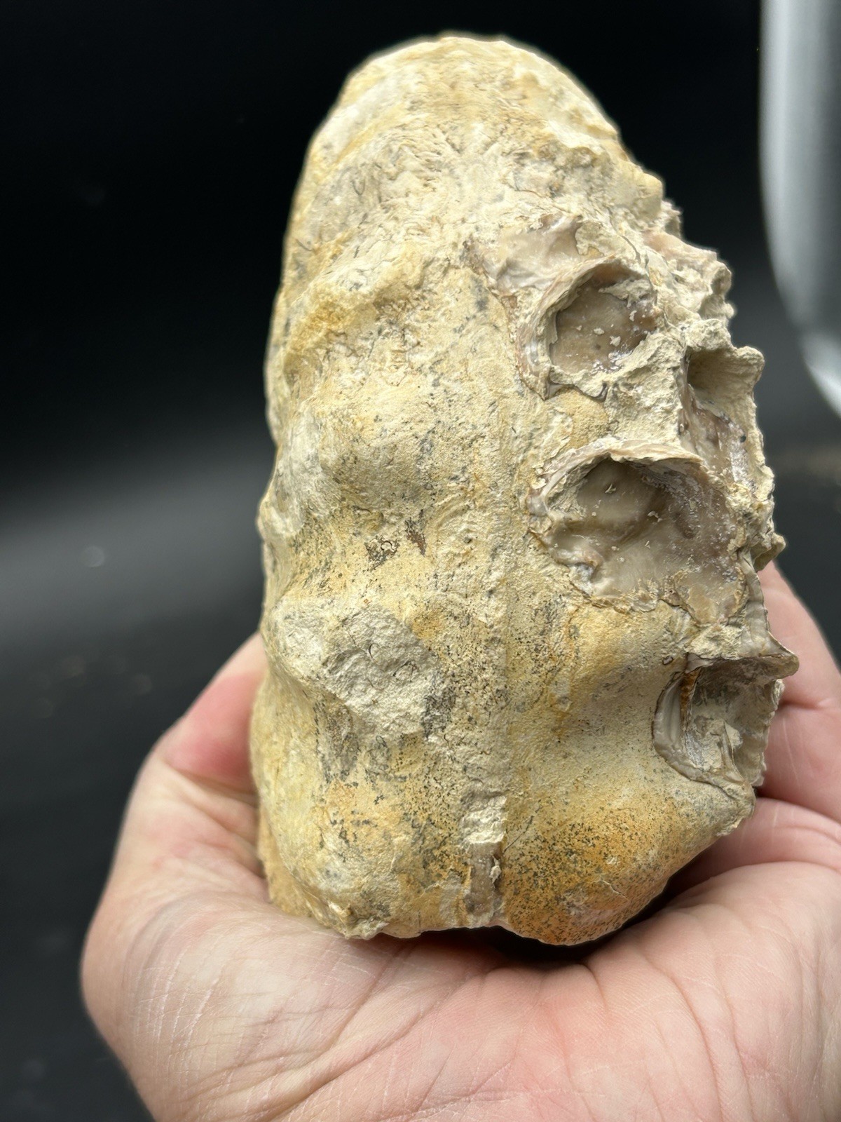 SUPERB 7.5” Cretaceous Mortoniceras Sp.Texas Fossil Ammonite!CRAZY Oyster Party!