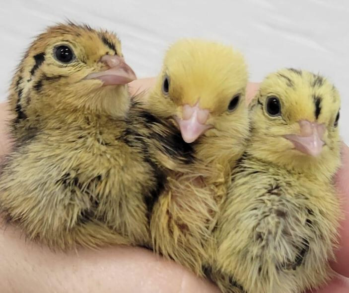 35 +extras Coturnix Quail Hatching Eggs NPIP Flock