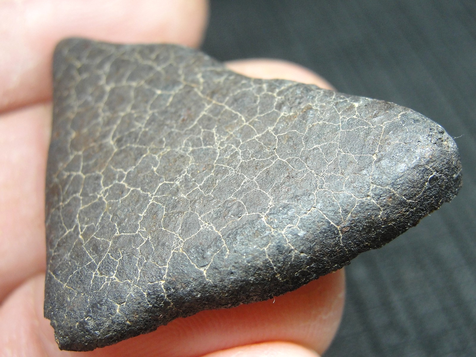 Ghadamis - HAH-346 - Libya 2019 - GAD-0384 - 13.49g - COA - Fusion Crust End Cut