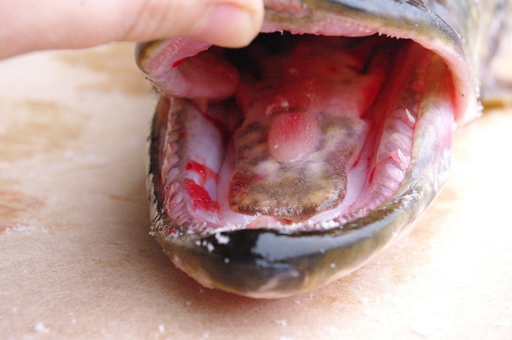 Pike Taxidermy Reference Photo Cd