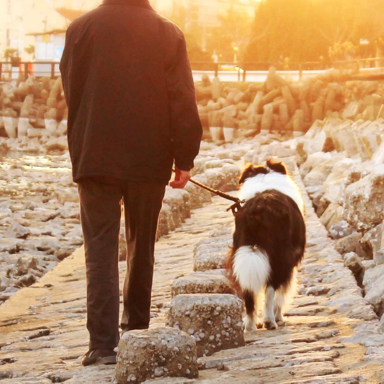 50ft Heavy Duty Dog Tie Out Cable for Large Dogs Up to 125lbs Yard Tether Line