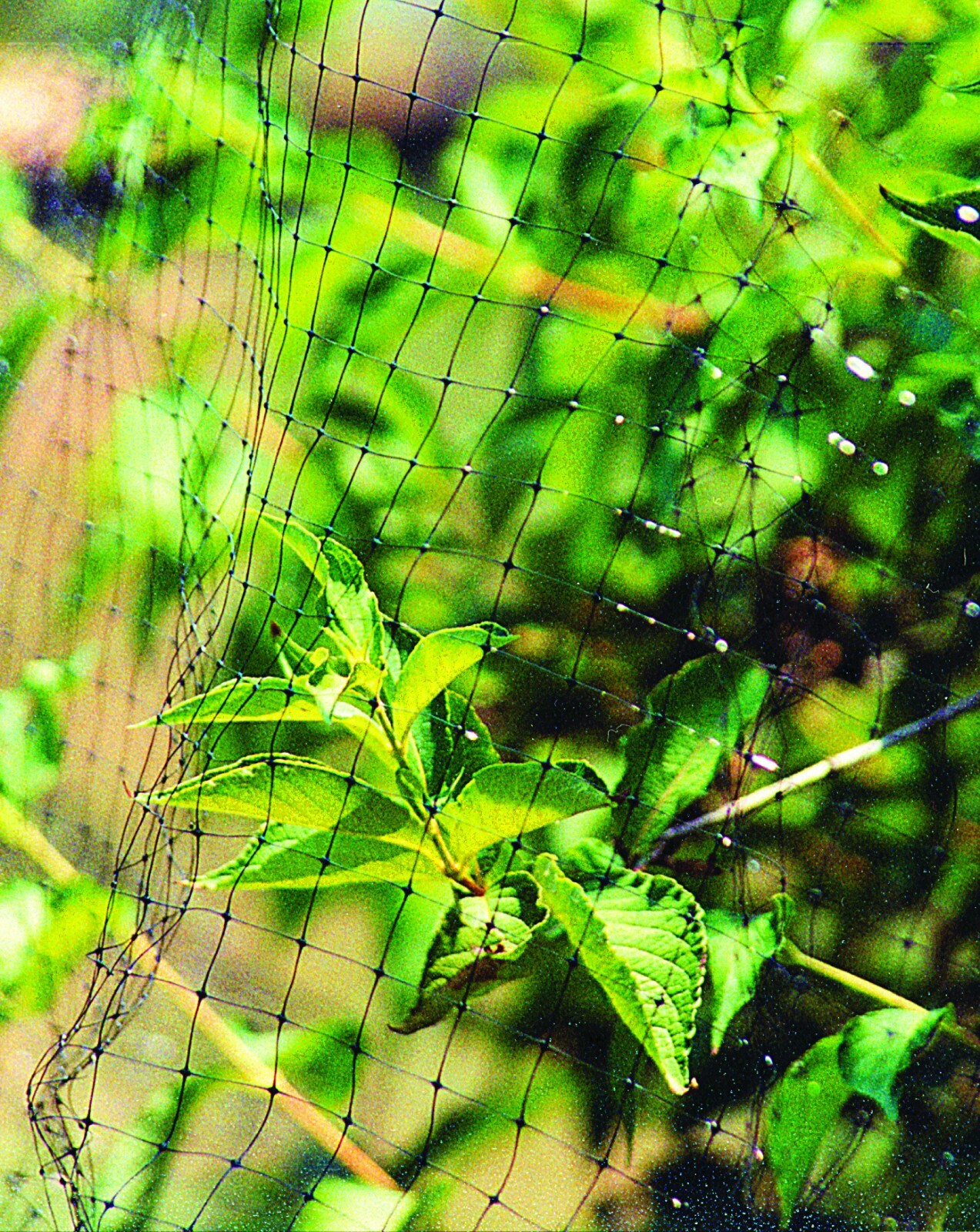 DeWitt Pond and Bird Netting 14 FT X 45 FT