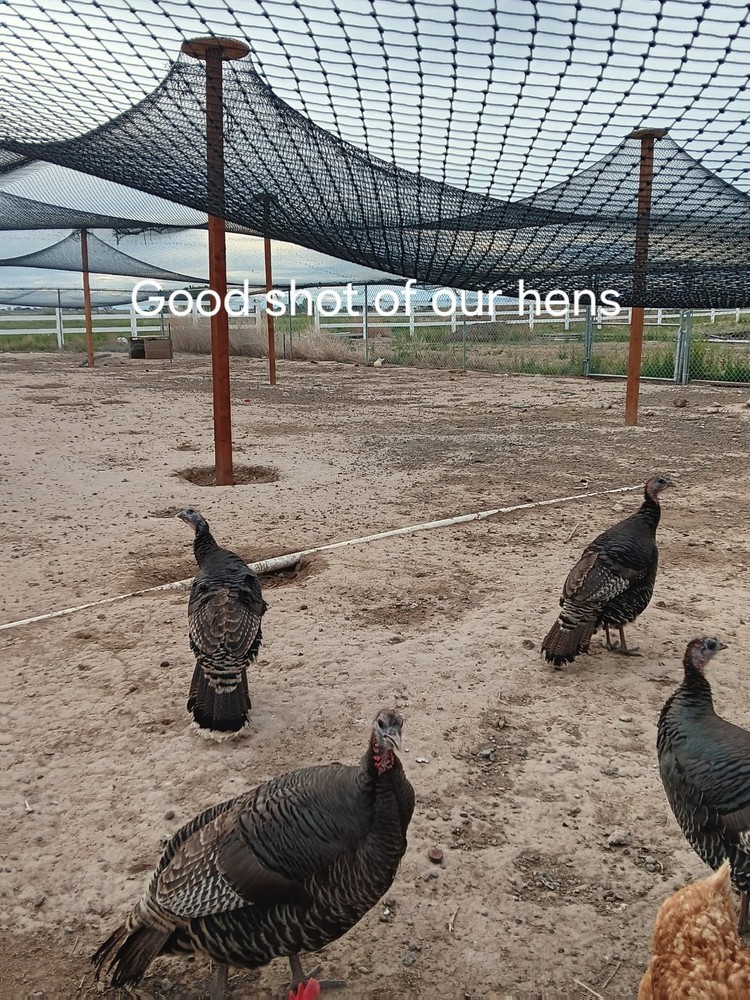 Now shipping: 6 Eastern Turkey eggs for hatching