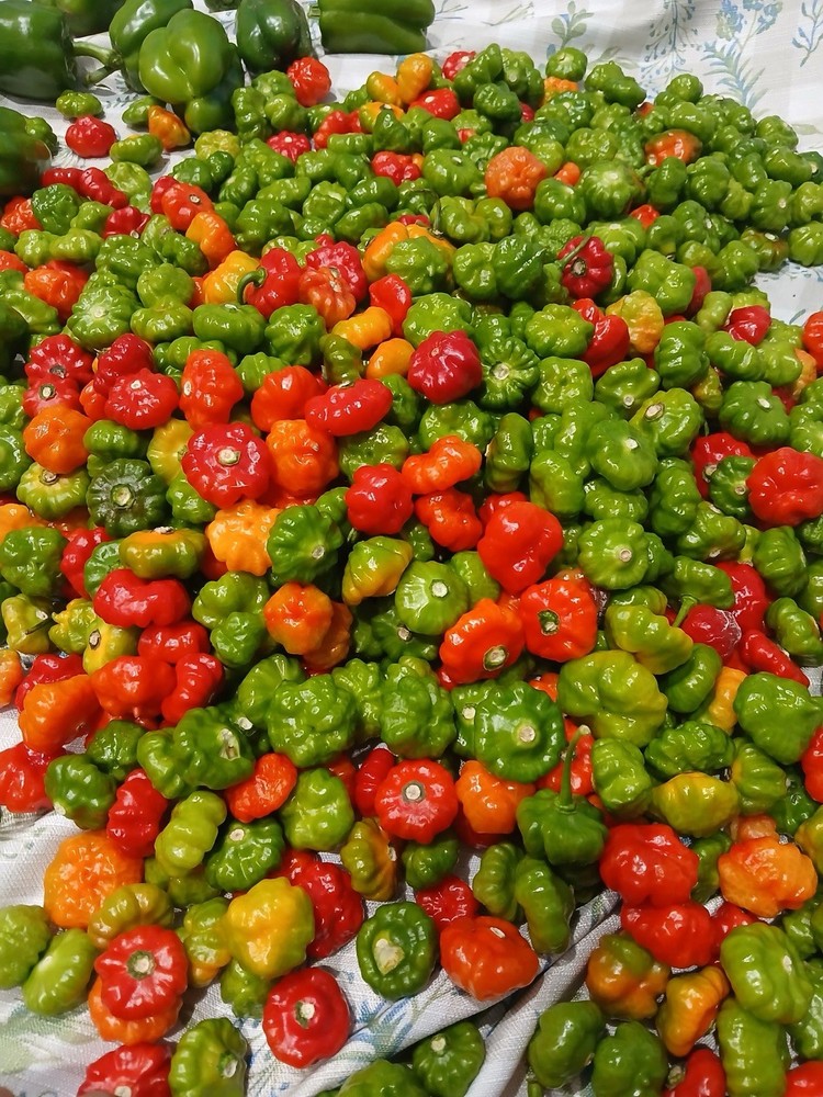 Aji Cachucha
