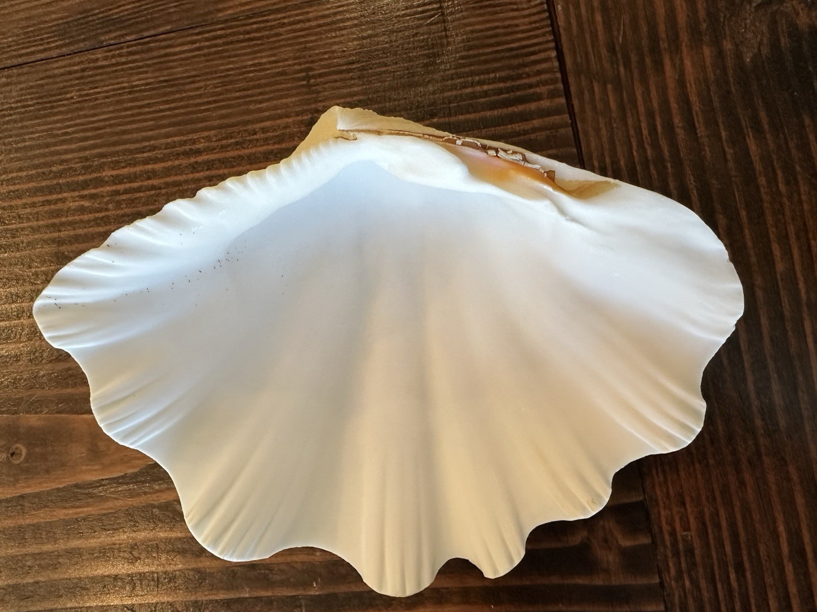 Set Of 6 TRIDACNA GIGAS(?) Clam Sea Shells Half 6” x 4” BEAR PAW Nautical Ocean